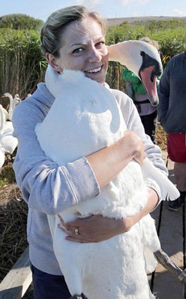 天鹅用细长的脖子与志愿者相拥。