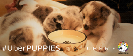 2014年6月,UberPUPPY活动在美国加州圣克拉拉和斯坦福进行。